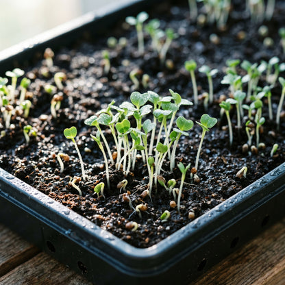 Tender Cabbage Sprouts Seeds for Planting