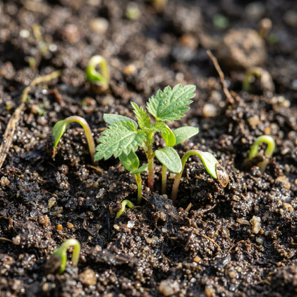 Stinging Nettle Urtica Dioica Seeds