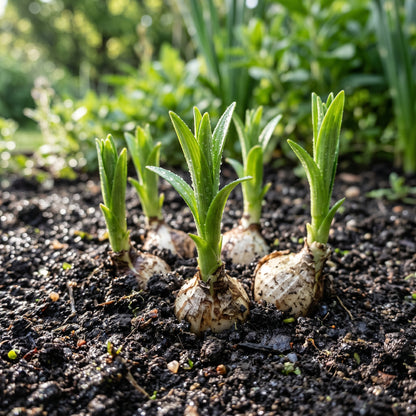 White Asiatic Lily Bulbs for Summer Garden Flowers