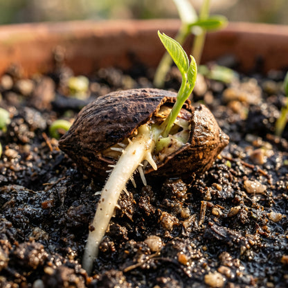 Stuart Pecan Tree Seeds