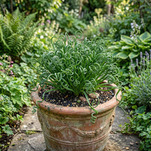 Albuca spiralis Seeds – Curly Cypress Spiral Leaf Ornamental Bulb Seeds