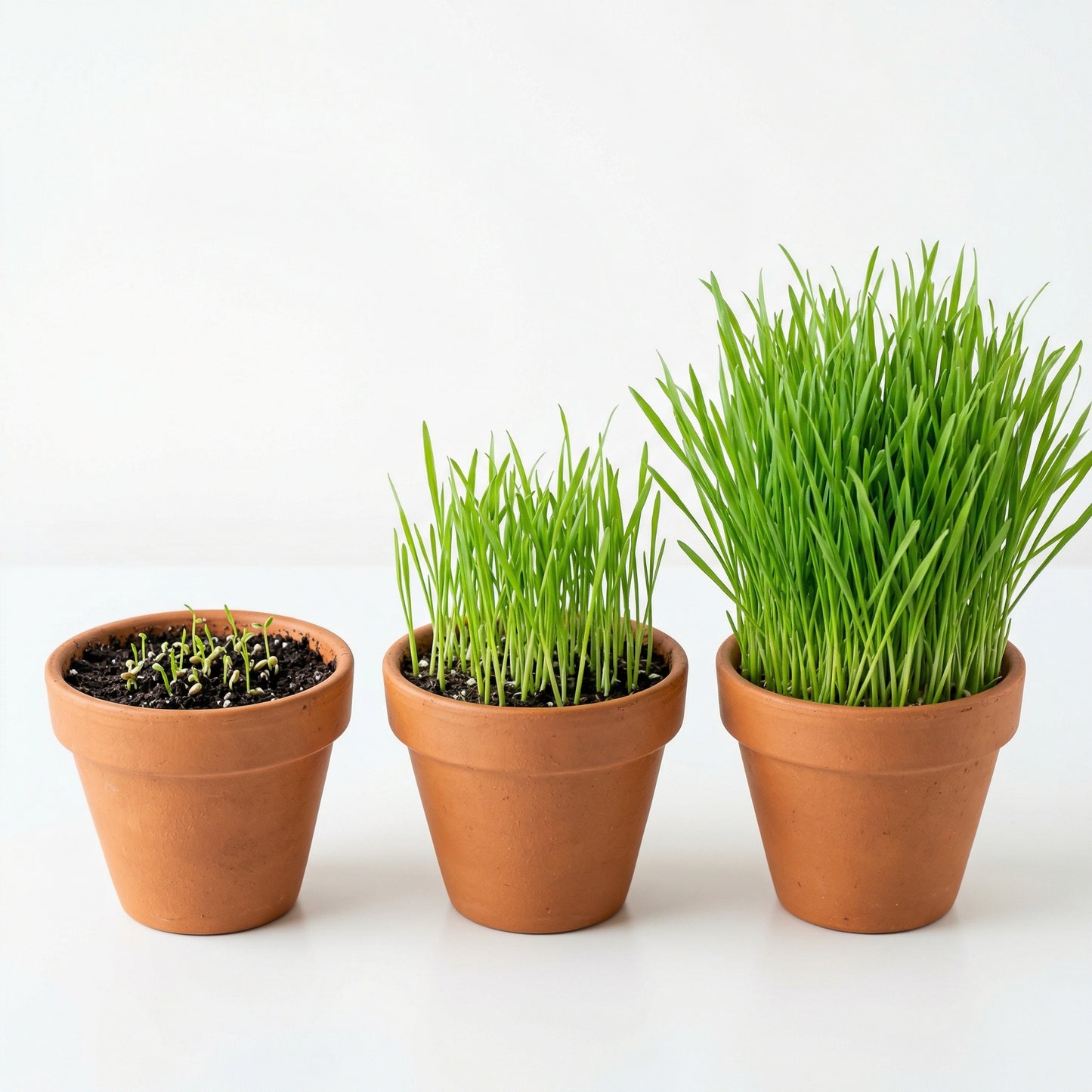 Cat Grass Seeds Mix – Oat & Barley Heirloom Kitty Grass Seeds for Indoor Cats