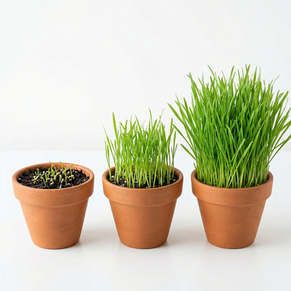 Cat Grass Seeds Mix – Oat & Barley Heirloom Kitty Grass Seeds for Indoor Cats
