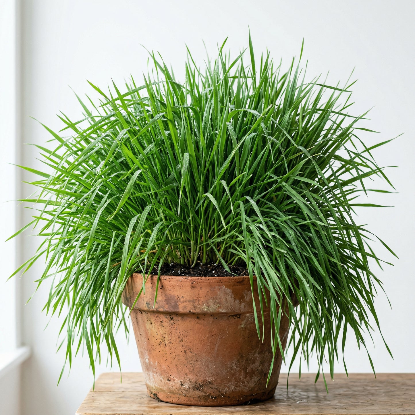 Cat Grass Seeds Mix – Oat & Barley Heirloom Kitty Grass Seeds for Indoor Cats