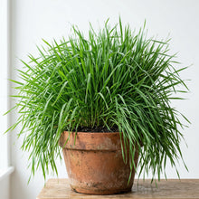 Cat Grass Seeds Mix – Oat & Barley Heirloom Kitty Grass Seeds for Indoor Cats