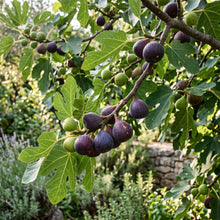 Fig Seeds – Fruit Plant Seeds