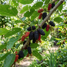 Mulberry Seeds – Fruit Tree Plant Seeds