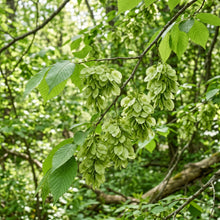 Slippery Elm Tree Seeds (Ulmus rubra)