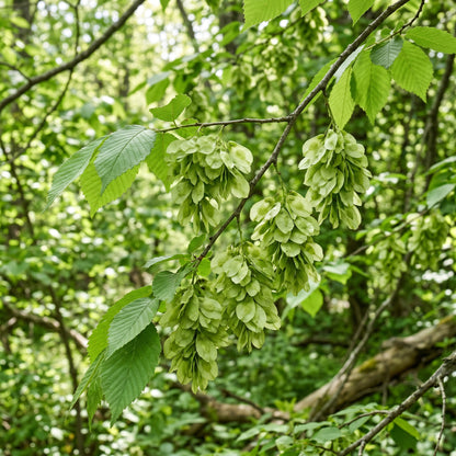 Slippery Elm Tree Seeds (Ulmus rubra)