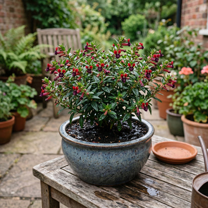 Bat-Faced Cuphea Live Flower Plant for Patio Pots