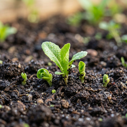 Romaine Parris Island COS Lettuce Seeds for Planting