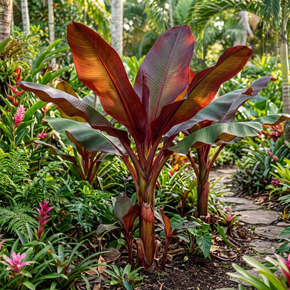 Red Abyssinian Banana (Ensete ventricosum 'Maurelii') Seeds for Planting