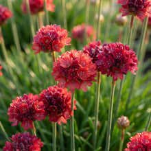 Armeria pseudarmeria 'Ballerina Red' Flower Seeds for Planting
