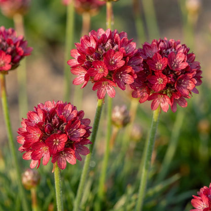Armeria pseudarmeria 'Ballerina Red' Flower Seeds for Planting