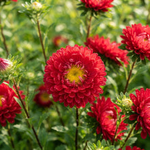 Red Aster Flower Seeds for Garden Planting