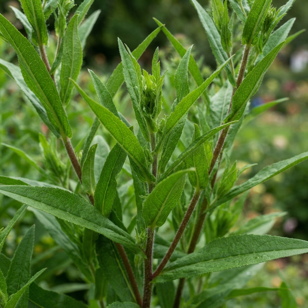 Red Aster Flower Seeds for Garden Planting