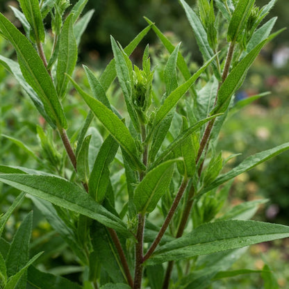 Red Aster Flower Seeds for Garden Planting