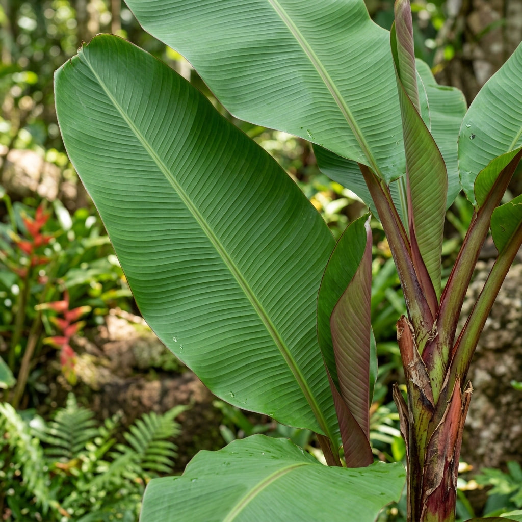 Red Banana Seeds for Planting