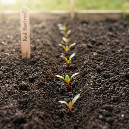Red Beetroot Seeds for Home Vegetable Gardens
