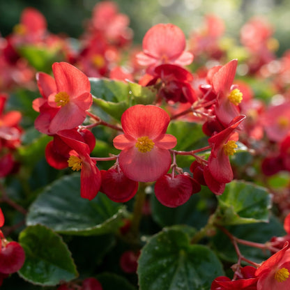 Red Begonia Flower Seeds for Garden Planting