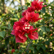Red Bougainvillea Flower Seeds for Planting