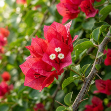 Red Bougainvillea Flower Seeds for Planting