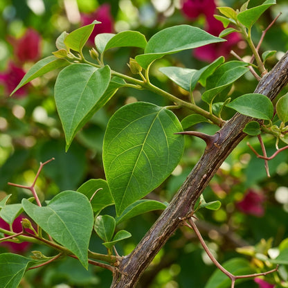 Red Bougainvillea Flower Seeds for Planting