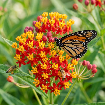 Red Butterfly Weed Flower Seeds for Planting