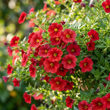 Red Calibrachoa Flower Seeds for Planting - Garden Flower Seeds