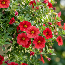 Red Calibrachoa Flower Seeds for Planting - Garden Flower Seeds