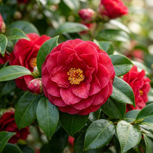 Red Camellia japonica Flower Seeds for Planting