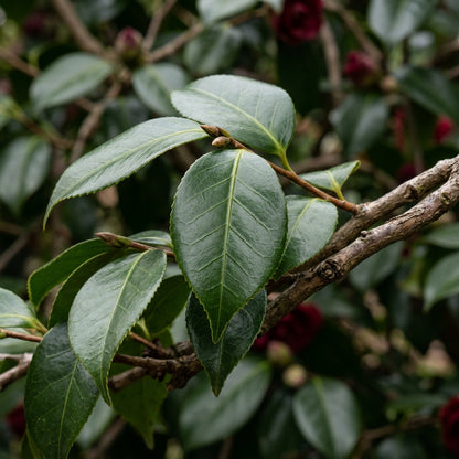 Red Camellia japonica Flower Seeds for Planting