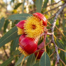 Illyarrie Red Cap Gum (Eucalyptus) Seeds for Planting