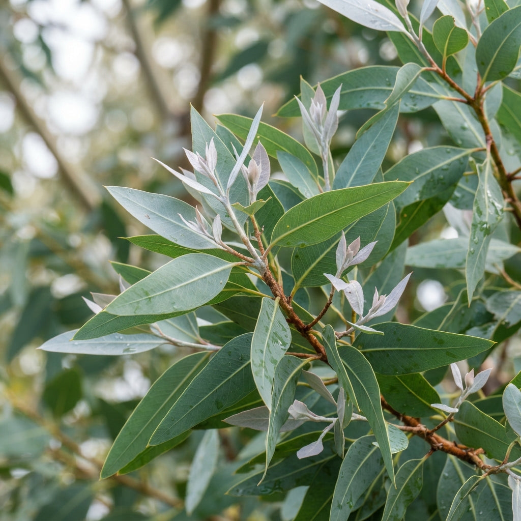 Illyarrie Red Cap Gum (Eucalyptus) Seeds for Planting