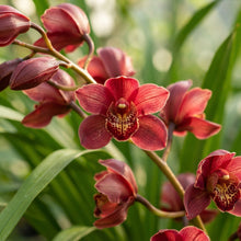 Red Chinese Cymbidium Orchid Flower Seeds
