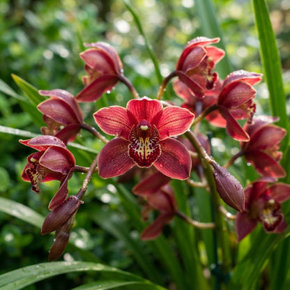 Red Chinese Cymbidium Orchid Flower Seeds