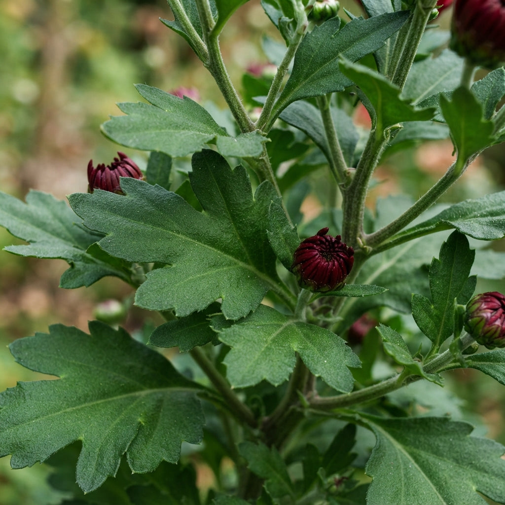 Dark Red Chrysanthemum Flower Seeds for Planting
