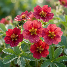 Red Cinquefoil Flower Seeds – Scarlet Garden Flowers