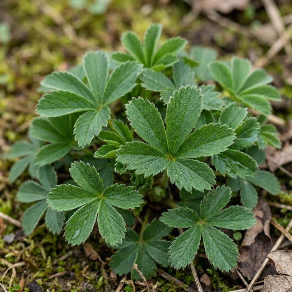 Red Cinquefoil Flower Seeds – Scarlet Garden Flowers