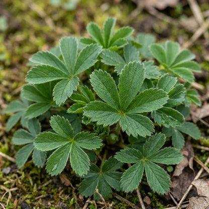 Red Cinquefoil Flower Seeds – Scarlet Garden Flowers
