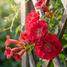 Red Climbing Flower Seeds for Planting