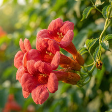 Red Climbing Flower Seeds for Planting