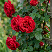 Red Climbing Rose Flower Seeds for Planting