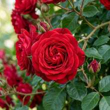 Red Climbing Rose Flower Seeds for Planting