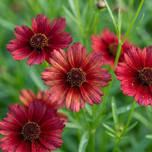 Red Coreopsis Flower Seeds for Planting
