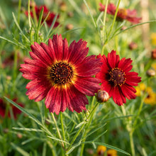 Red Coreopsis Flower Seeds for Planting