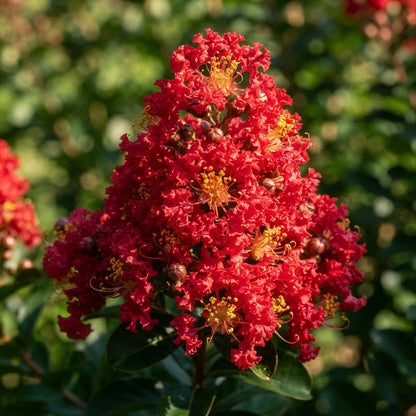 Red Crepe Myrtle (Lagerstroemia indica) Seeds for Planting