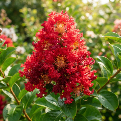 Red Crepe Myrtle (Lagerstroemia indica) Seeds for Planting