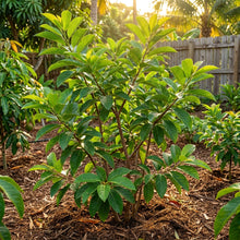 Red Custard Apple Seeds for Planting