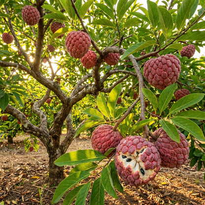 Red Custard Apple Seeds for Planting